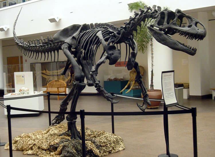 schelet allosaurus fragilis